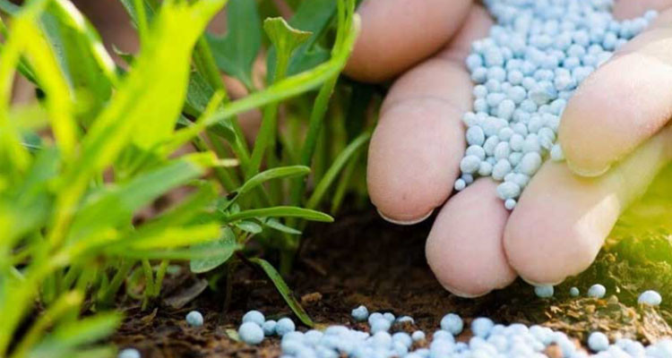 اتحاد الفلاحة بجندوبة: نقص مادة الأمونيتر يهدّد صابة الحبوب