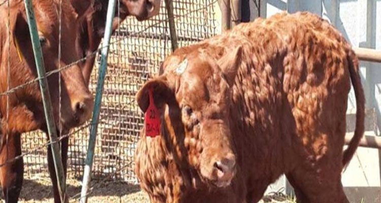 وزارة الفلاحة تؤكد السيطرة على مرض الجلد العقدي المعدي