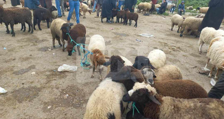 سوق الدواب بباجة: وفرة في الخرفان وتراجع للأسعار وغياب للعجول والأبقار