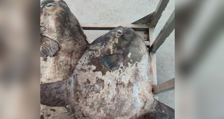  حجز سمكتين من نوع القمر بصفاقس