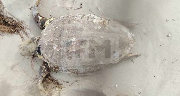 العثور على سلحفاة نادرة ونافقة في قابس