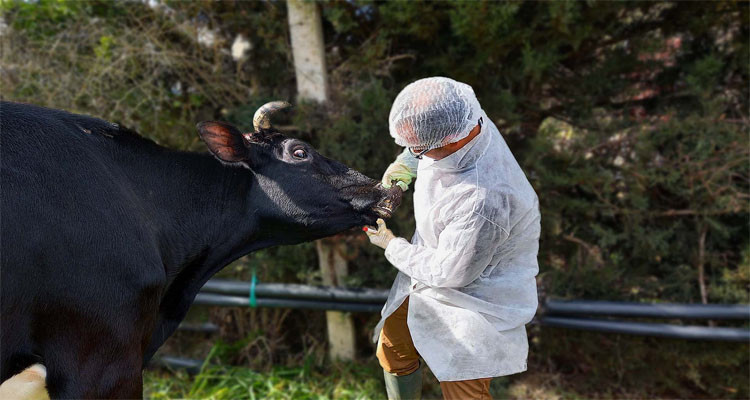 رصد بعض حالات الحمى القلاعية لدى الأبقار في باجة