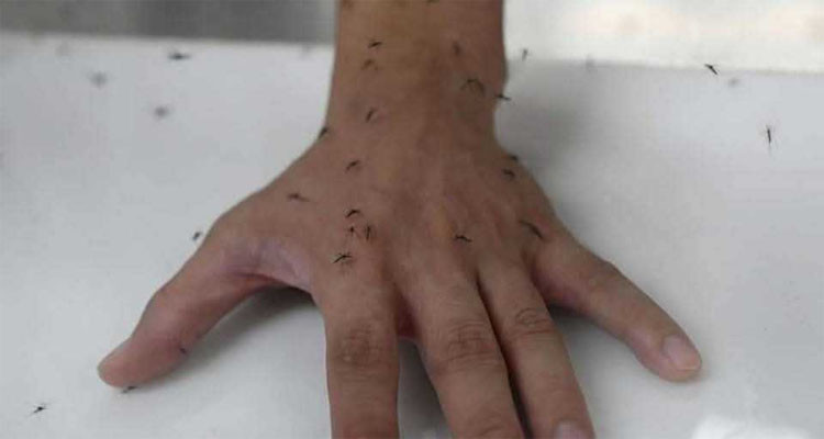 نابل: متساكنو نابل يطالبون بتدخل عاجل بعد انتشار كبير للناموس