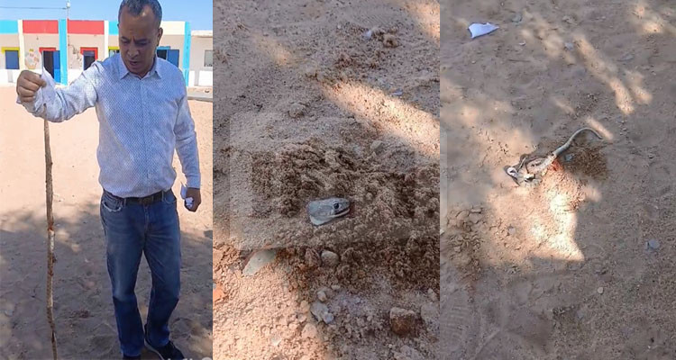 قفصة: زائر خطير يتسلل إلى ساحة مدرسة بزانوش