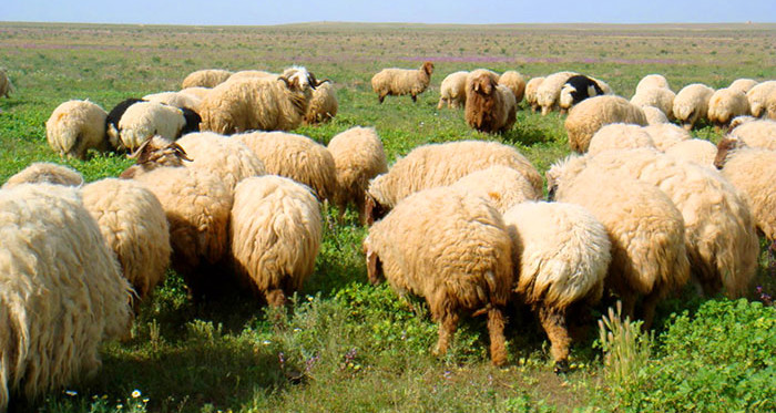 قبلي: إيقاف 3 أشخاص على خلفية سرقة عدد من رؤوس الأغنام 