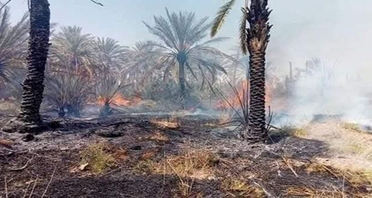 قبلي: إخماد حريق أتى على 22 نخلة