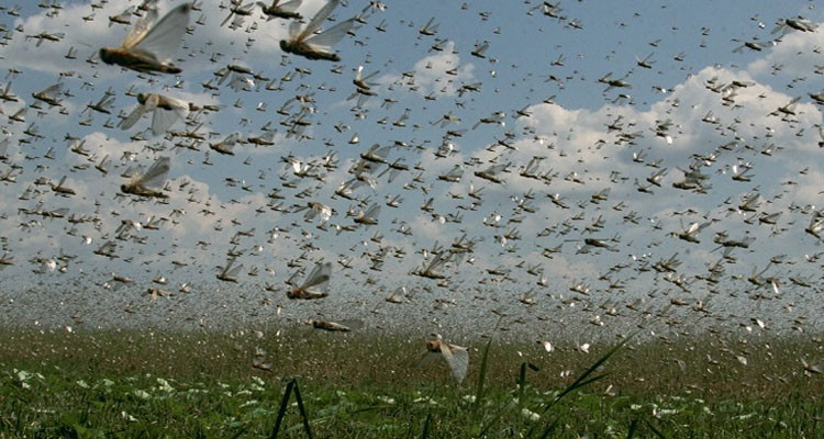 بن قردان: التدخل جوا للقضاء على الجراد الصحراوي 