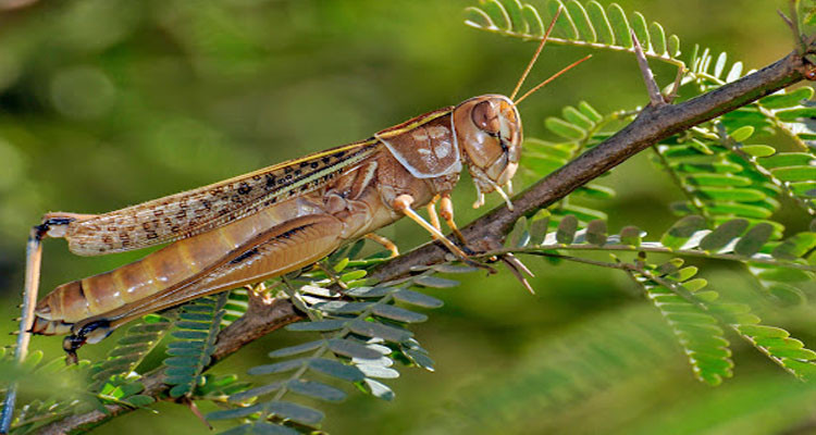 مدنين: حصيلة مداواة الجراد الصحراوي لنهار اليوم