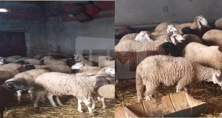 باجة: زيادة هامة في أعداد اضاحي العيد والأسعار في تراج