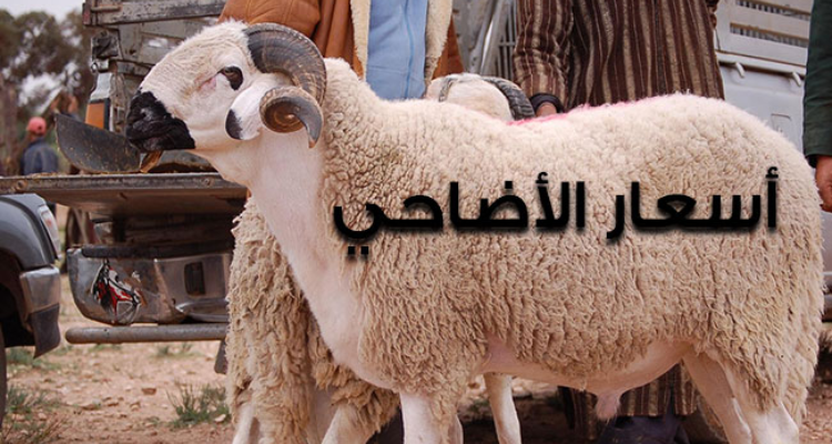إتحاد الفلاحة بصفاقس: أسعار الأضاحي أقل من السنة الفارطة