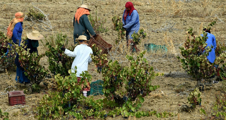 ارتفاع حصيلة ضحايا انقلاب شاحنة العاملات الفلاحيات في الكاف