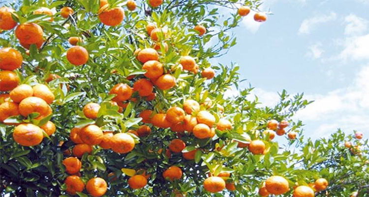 تطوّر صادرات القوارص التونسية بـ 46 %