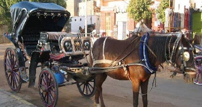 عربة خيول