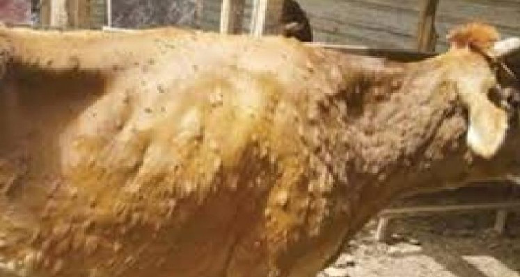 مرض الجلد العقدي لدى الأبقار: رئيس دائرة الإنتاج الحيواني بباجة يطمئن