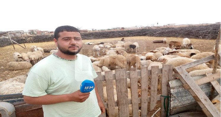  انخفاض سعر العلوش بصفاقس إلى 600 دينار