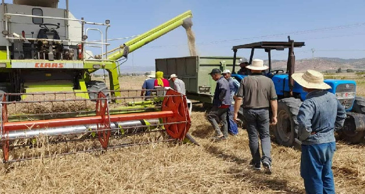 وادي ميز: خلية الإرشاد الفلاحي تقدم توصيات لإنجاح موسم الحصاد
