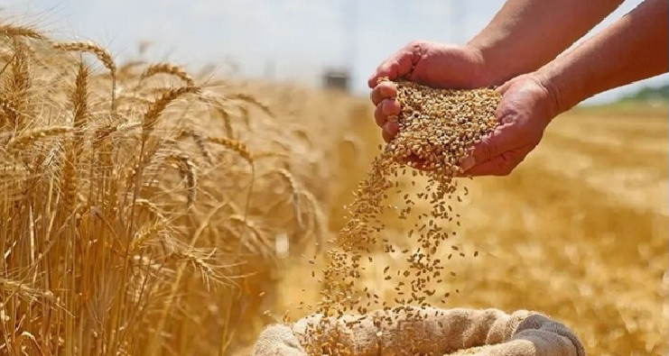 باجة: تقدم موسم الحصاد بنسبة 85 % وتجميع أكثر من 2.2 مليون قنطار من الحبوب