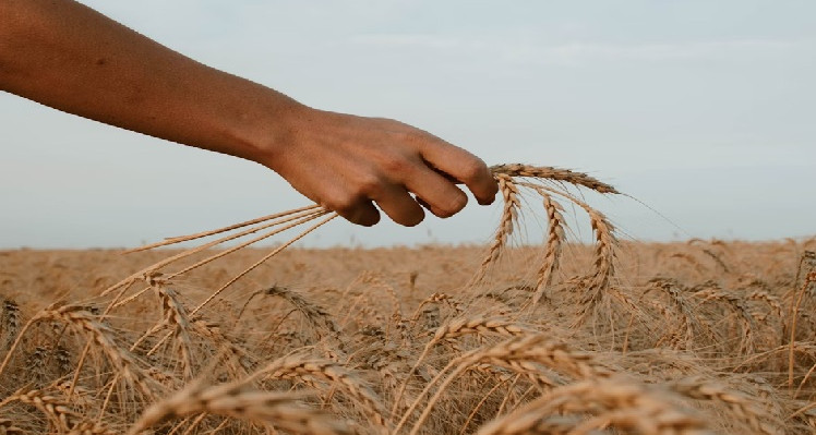 باجة: القمح الصلب تجاوز 2 مليون قنطار والفرينة بأرقام ضعيفة وهذه هي الأسباب