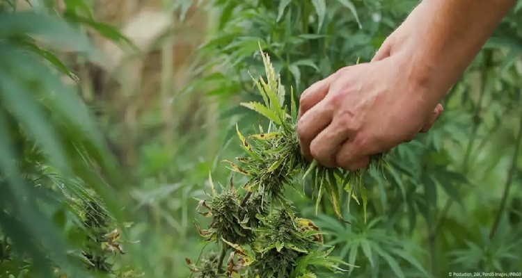 ما سر إقبال كبار السن على القنب؟