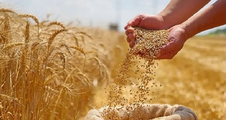 باجة: تقدم موسم الحصاد بنسبة 85 % وتجميع أكثر من 2.2 مليون قنطار من الحبوب