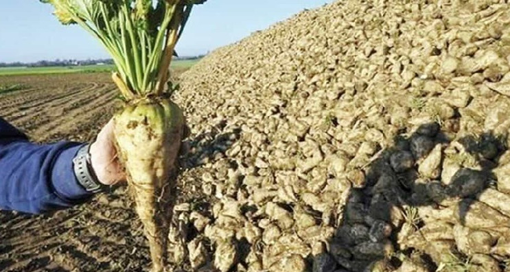 جندوبة: الاتحاد الجهوي للفلاحة يدعو إلى إنقاذ منظومة اللفت السكري