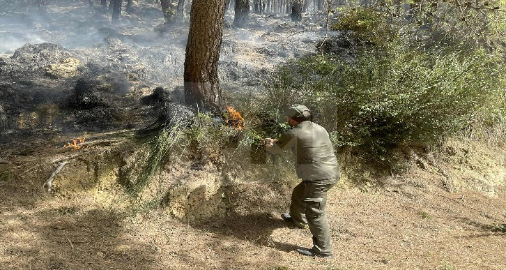 باجة: ناشط بيئي يدعو إلى إنقاذ ما تبقى من حيوانات برية بعد حريق جبال سيار