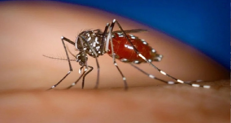 وزارة الصحة: لم نسجل أية حالة إصابة بفيروس Chikungunya