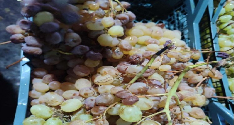 حجز كميات كبيرة من العنب بسوق الجملة للخضر والغلال بصفاقس 