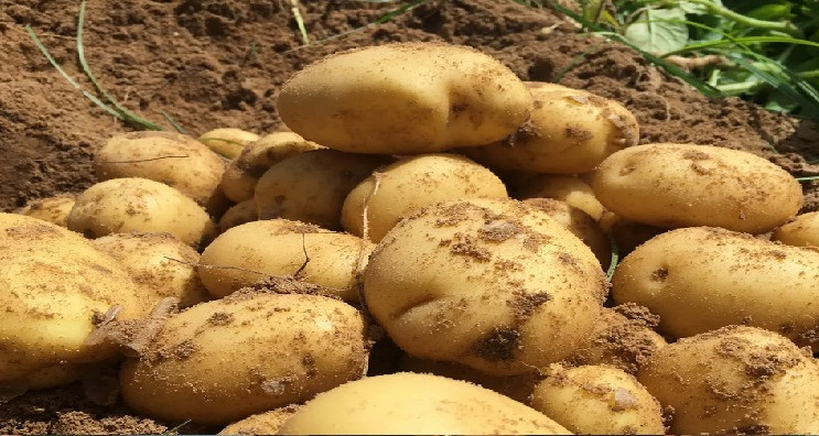 نابل: أزمة في قطاع البطاطا ببوعرقوب