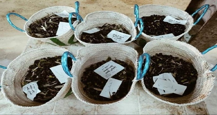 صفاقس: سعر الكلغ من الزيتون بسوق قرمدة بين 1970و 2645 مليم