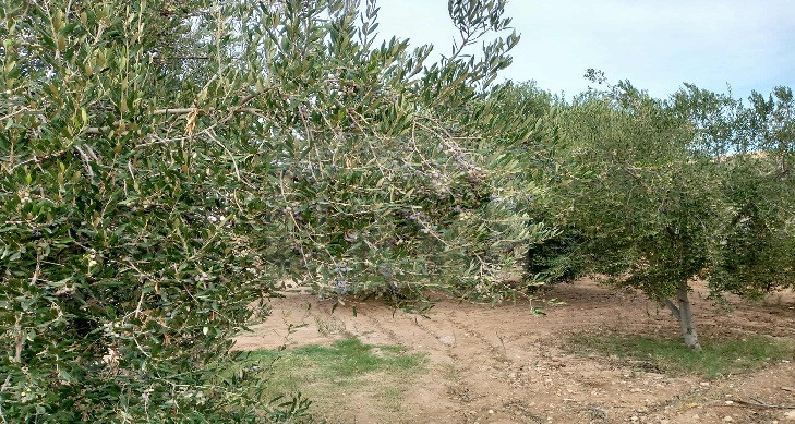 صفاقس تحل الصدارة في صابة الزيتون