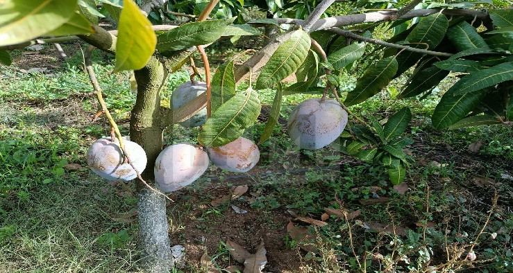 توسّع لافت في غراسات الأفوكادو والمنڨا والجوافة في الوطن القبلي