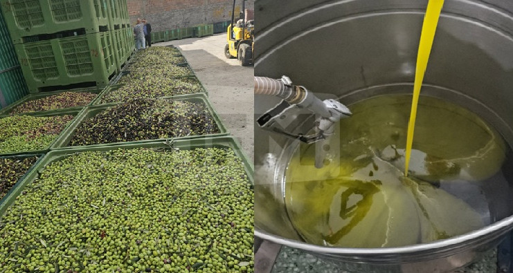 بنزرت: زيادة تفوق 170% في صابة زيت الزيتون هذه السنة