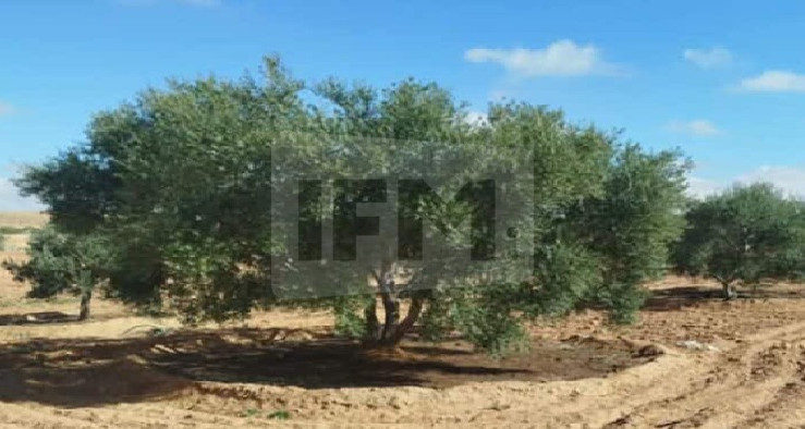 زيادة بـ 32 % في صابة الزيتون وانطلاق موسم الجني في هذا التاريخ