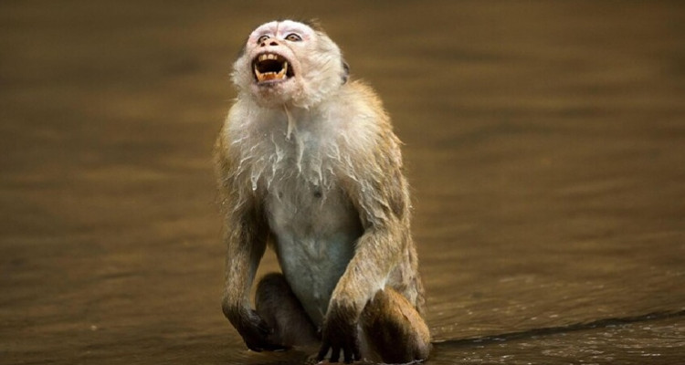 حالة طوارئ صحية في ميسيسيبي الأمريكية بعد هروب قرود مصابة بالتهاب الكبد وكوفيد 19