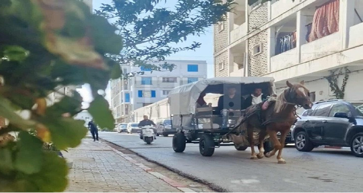 الكاليص في قرمبالية… وسيلة نقل تقليدية تصارع الحداثة وتختزل ذاكرة المكان بين الأ