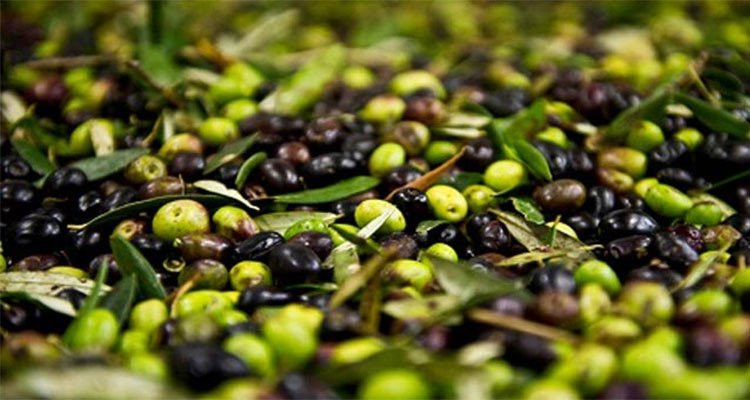 القيروان: زيادة بأكثر من 200 ألف طن في صابة الزيتون