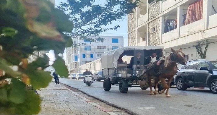 الكاليص في قرمبالية… وسيلة نقل تقليدية تصارع الحداثة وتختزل ذاكرة المكان بين الأ