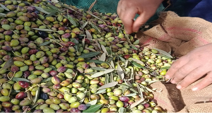 القصرين: تقدم جني صابة الزيتون لا يتجاوز 20%