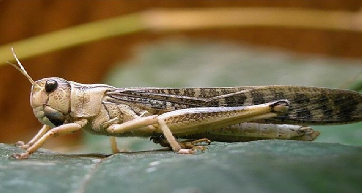 لجنة اليقظة ومكافحة الجراد تتابع تطوّر الوضع الراهن للجراد الصحراوي