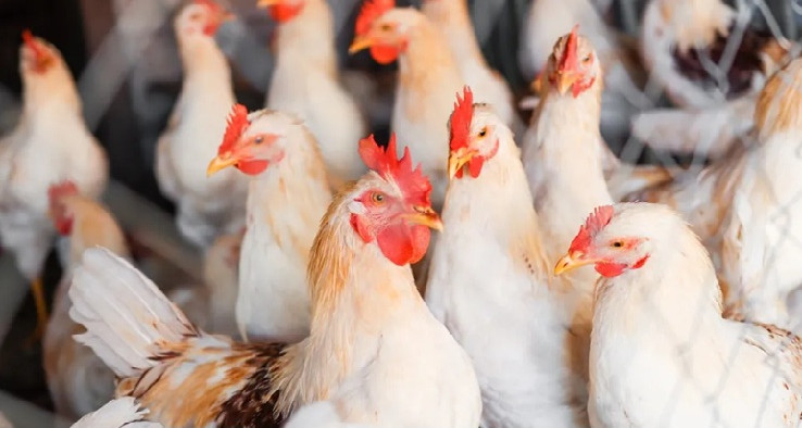 وقفة احتجاجية في الشركة التونسية للدواجن بنابل