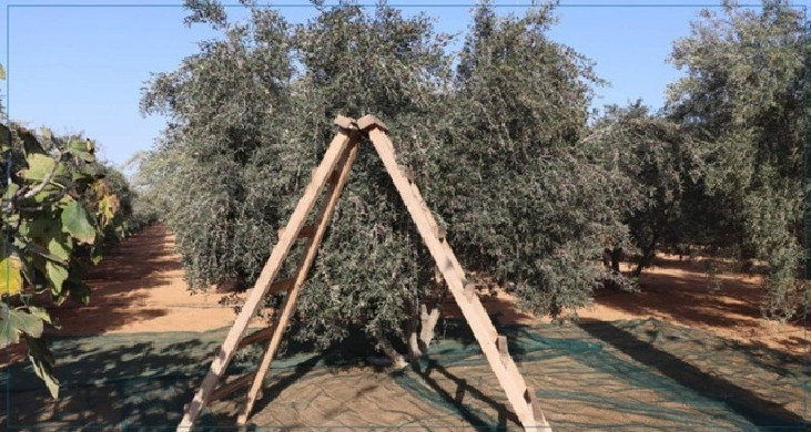 مدنين: نسبة تقدم موسم جني الزيتون تتجاوز 65 %