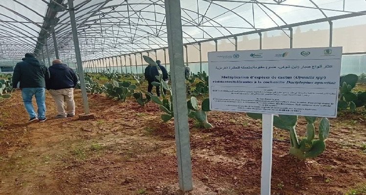 سوسة: ورشة علمية لمجابهة الحشرة القرمزية وحماية التين الشوكي