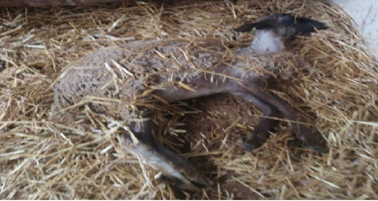 بنزرت: المسلك الفلاحي يتسبب في نفوق عدد من قطيع الأغنام