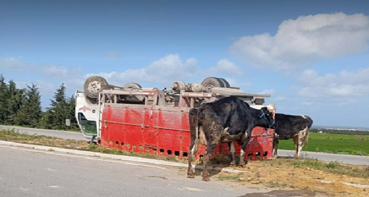 بنزرت: انقلاب شاحنة يتسبب في إصابة سائقها ومرافقه ونفوق بقرة