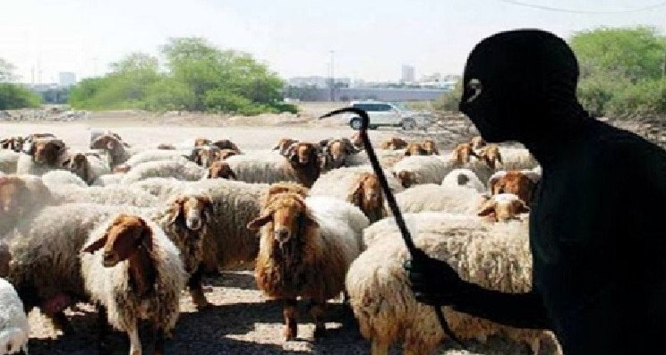 غزالة-بنزرت: إحباط سرقة 40 راس غنم وإيقاف شخصين