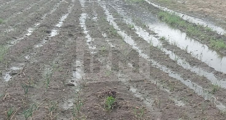 أتلفت مياه الأمطار مزروعاتهم: الفلاحة في بنزرت يطالبون بالتعويض