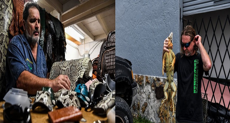 كمامة الأفعى والورل