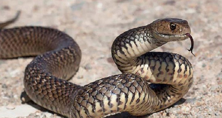 حمام الأنف: الحماية المدنية تضبط ثعبانا داخل قناة للصرف الصحي بأحد البيوت 