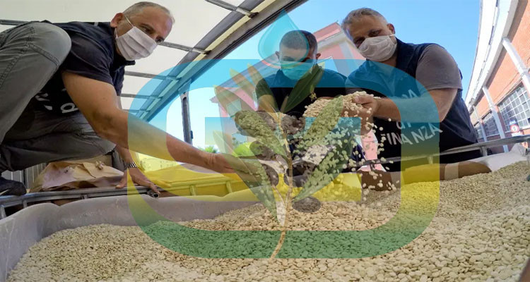 وزارة الفلاحة توضح بخصوص شحنة حبوب ''يشتبه في فسادها'' قادمة من رومانيا 